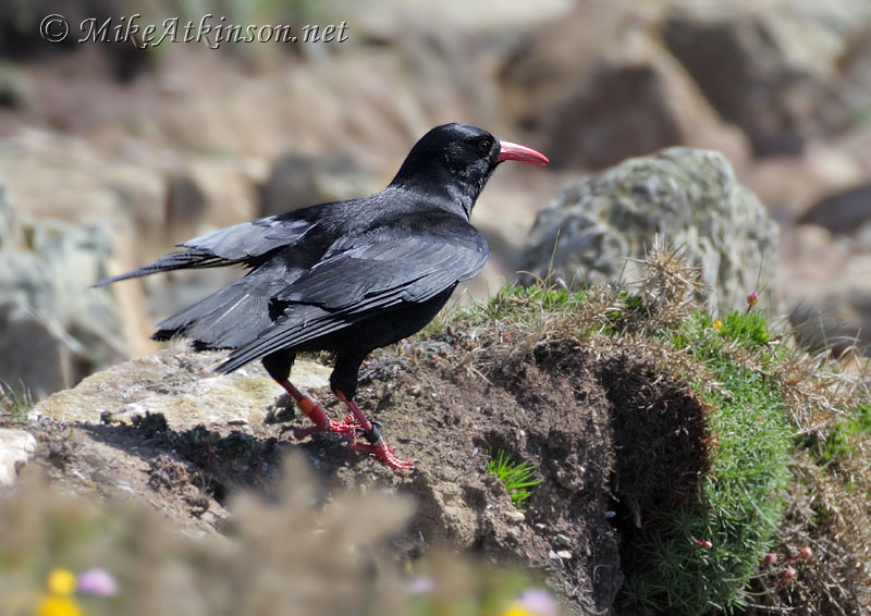 Chough