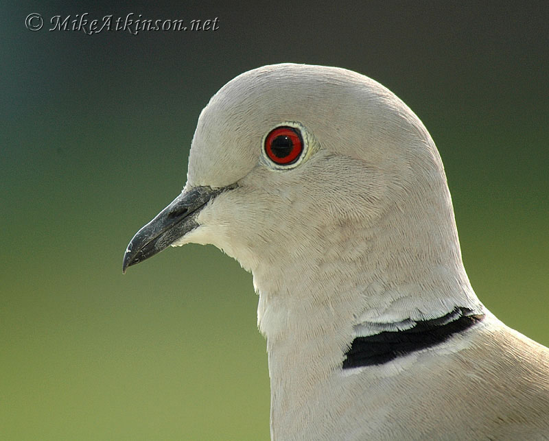Collared Dove