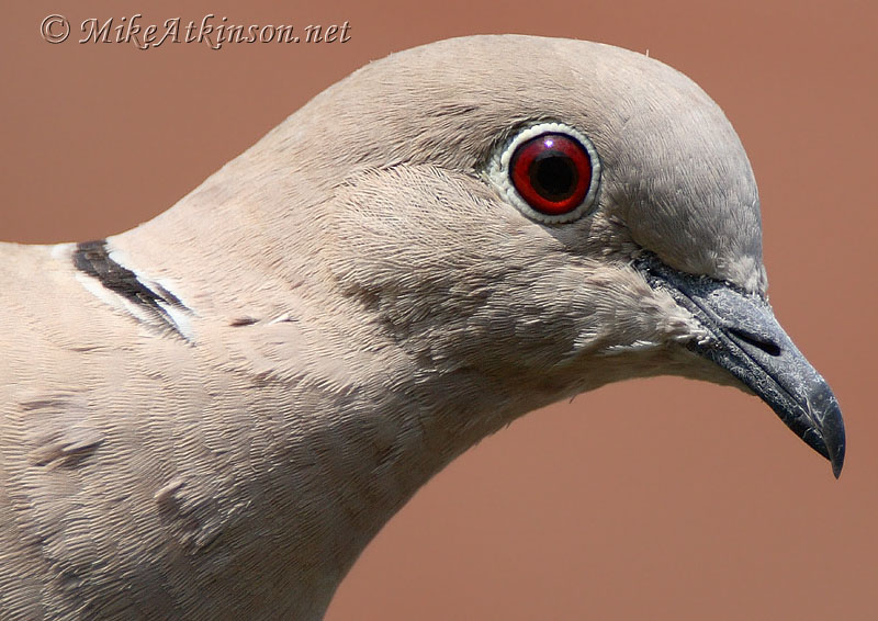 Collared Dove