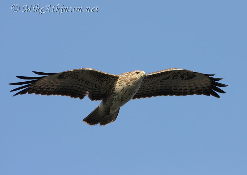 Common Buzzard