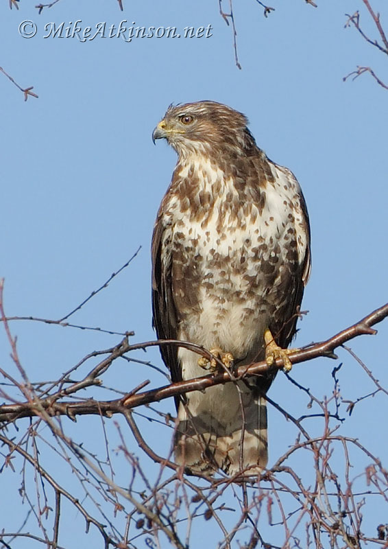 Common Buzzard