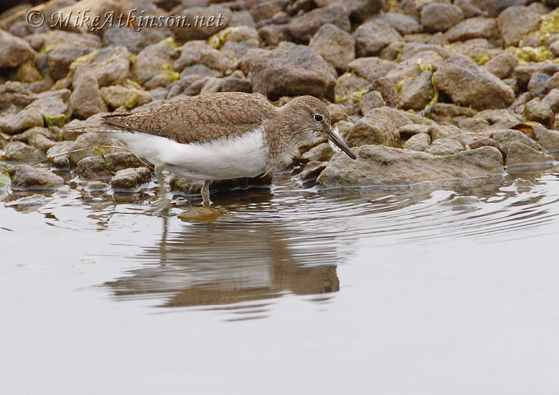 Common Sandpiper