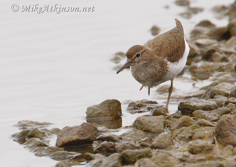 Common Sandpiper