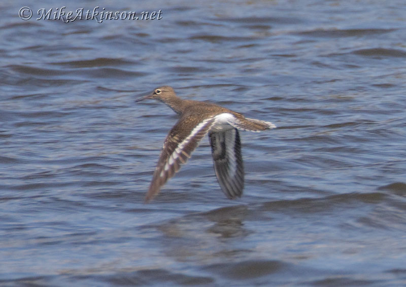 Common Sandpiper