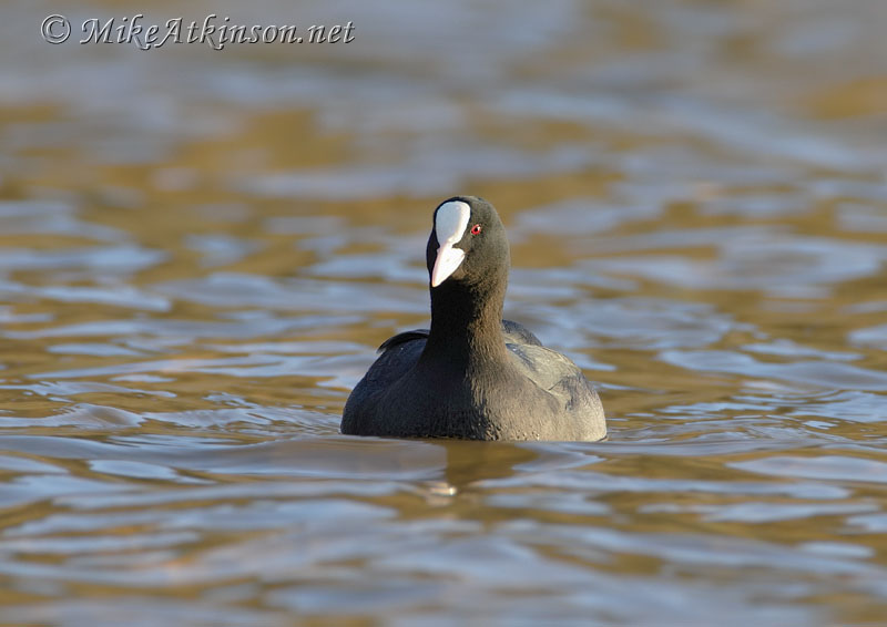 Coot