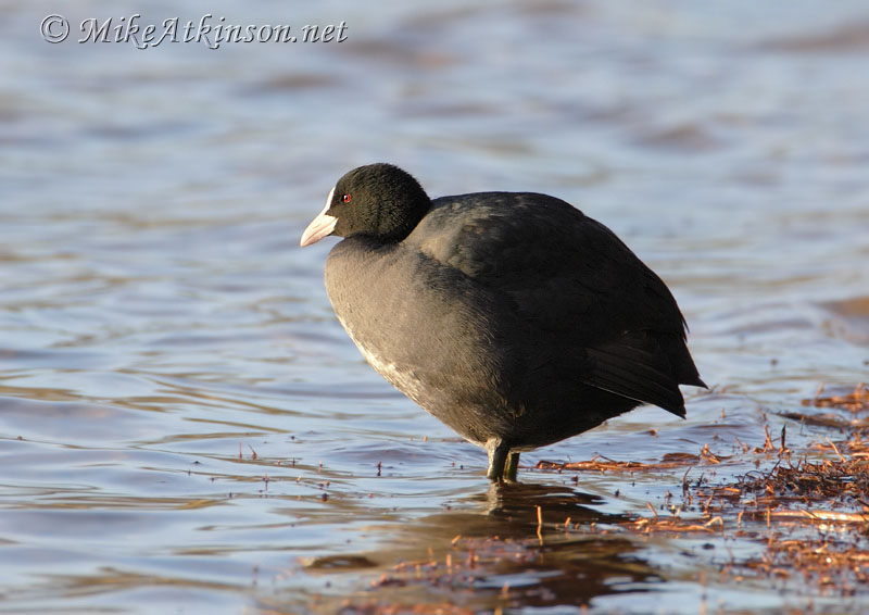 Coot