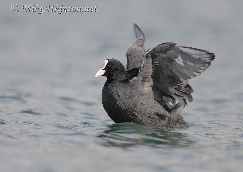 Coot