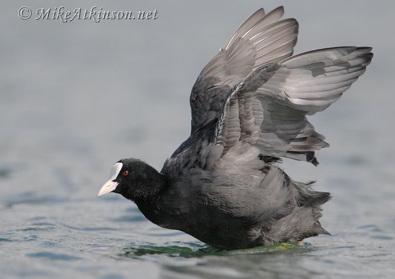 Coot