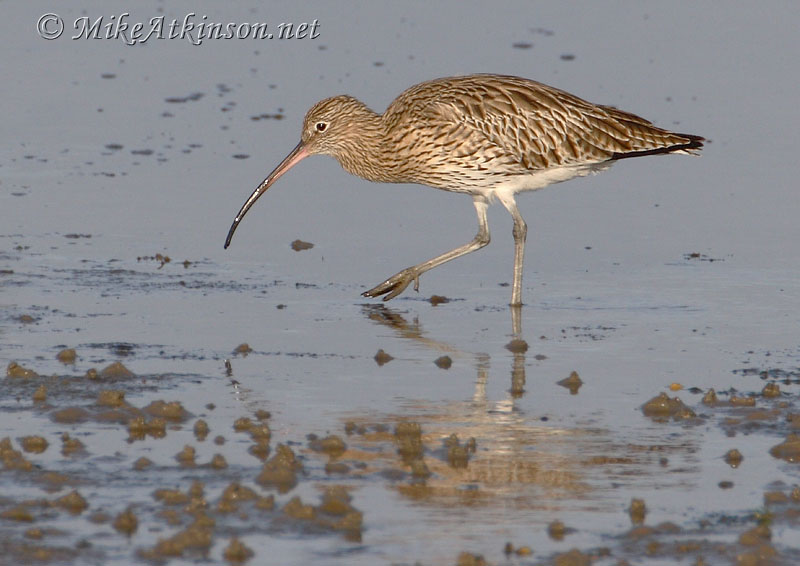 Curlew