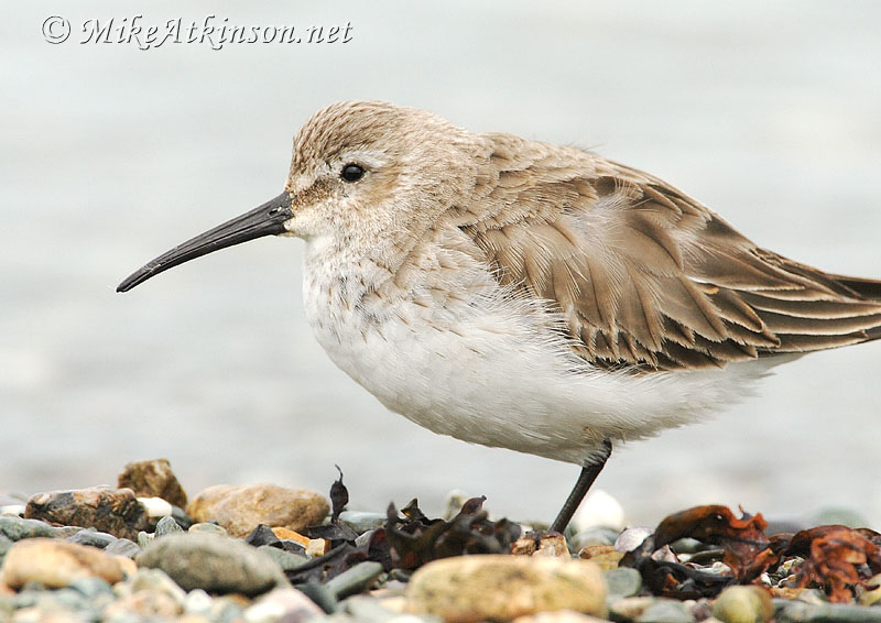 Dunlin