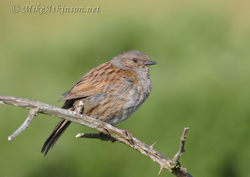 Dunnock