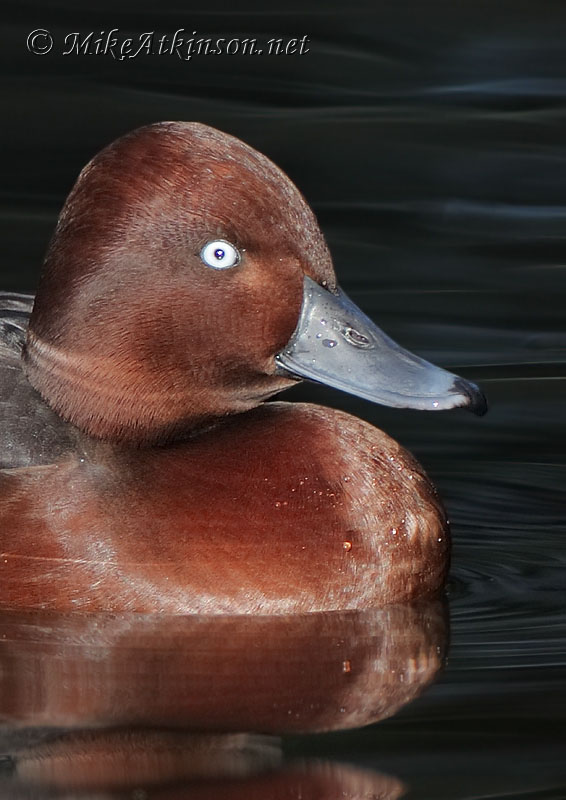 Ferruginous Duck (captive bird)