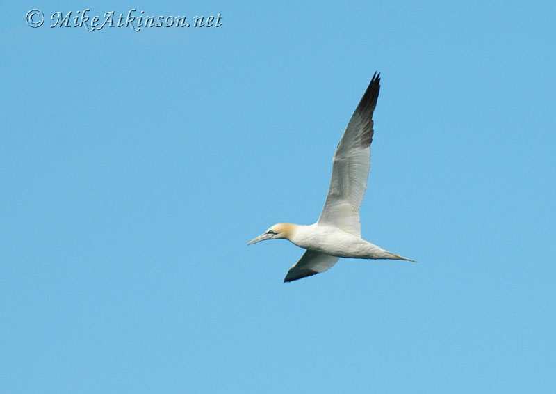 Gannet