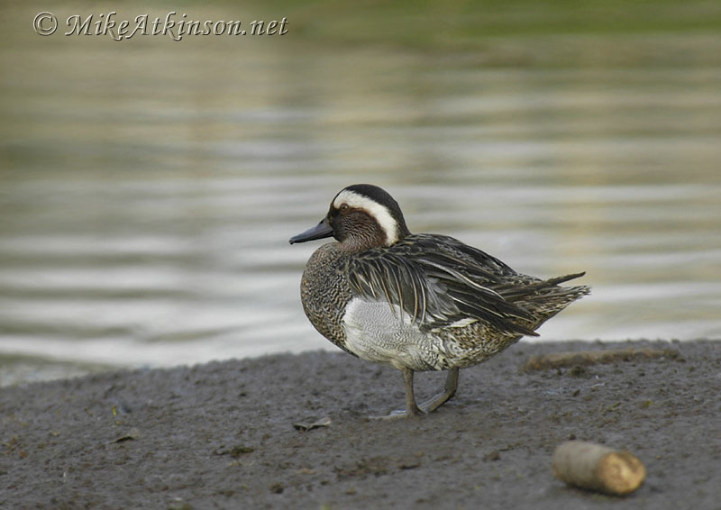 Garganey (captive bird)