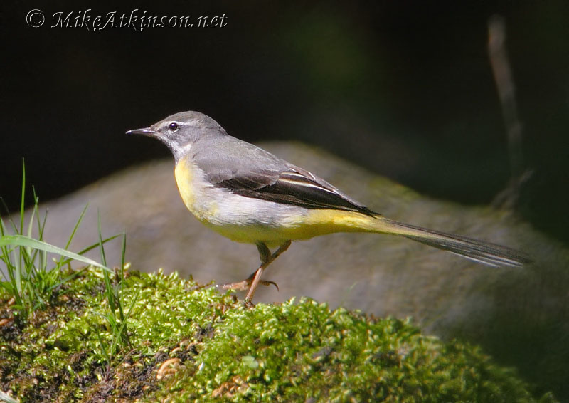 Grey Wagtail