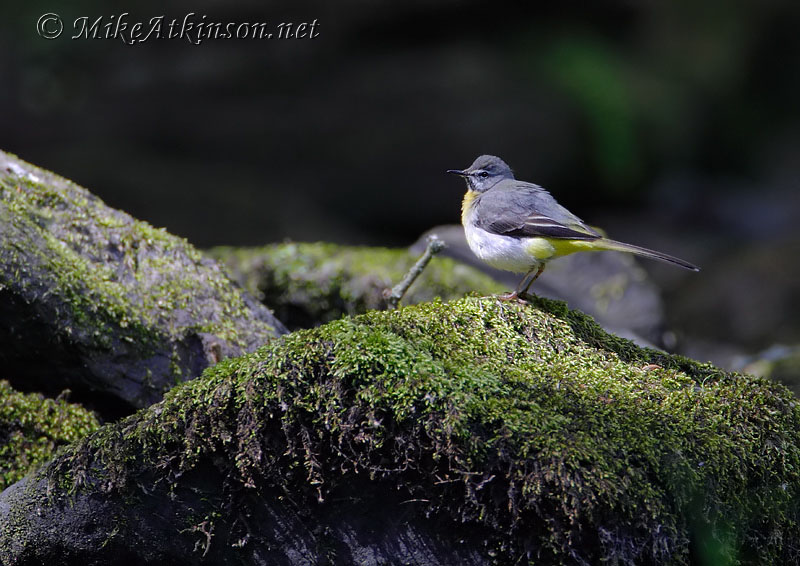 Grey Wagtail