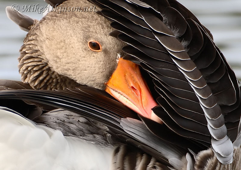 Greylag Goose