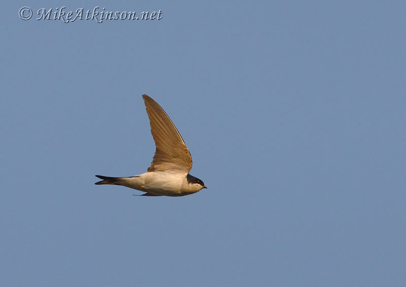 House Martin