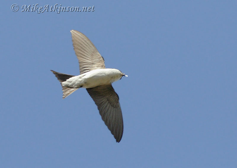 House Martin