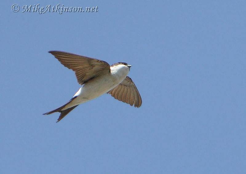 House Martin