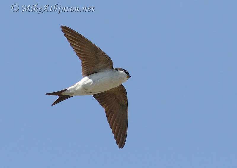 House Martin