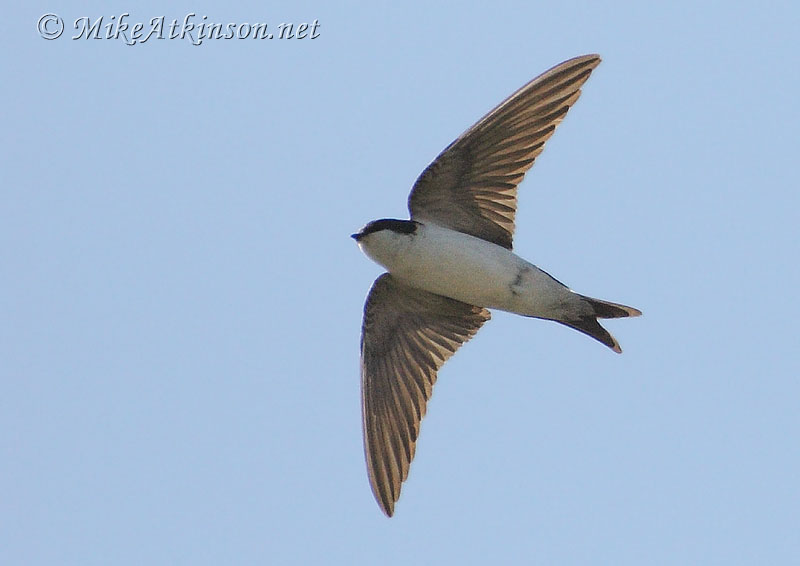 House Martin