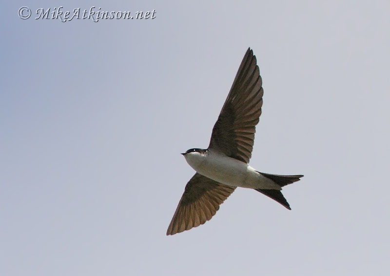 House Martin