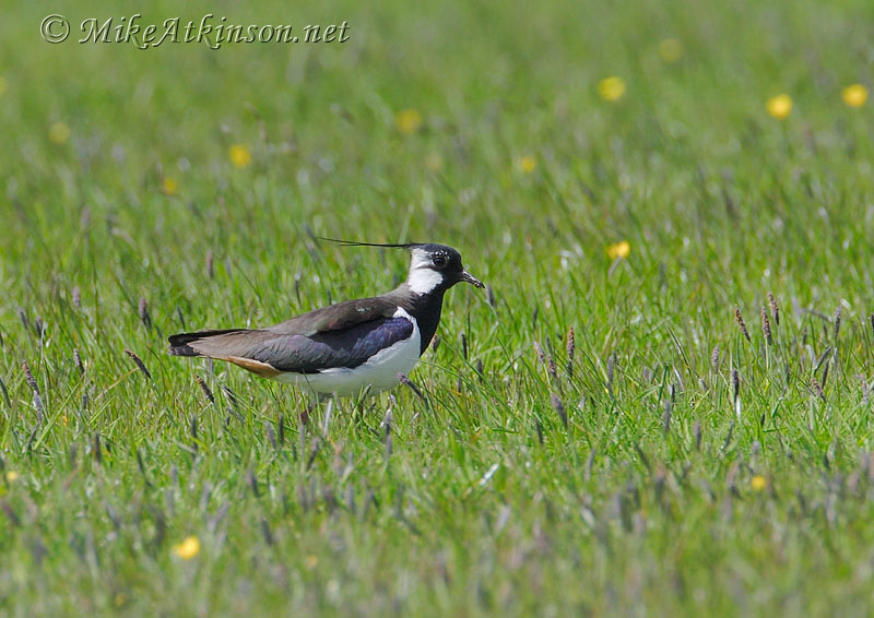 Lapwing