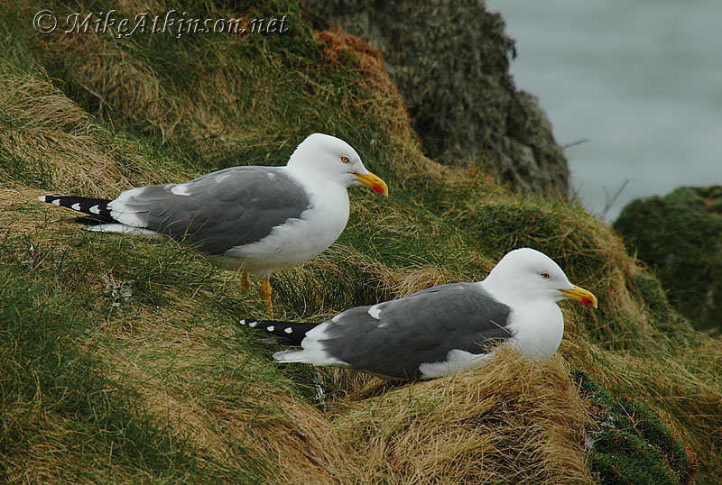 Lesser Black-backed Gull