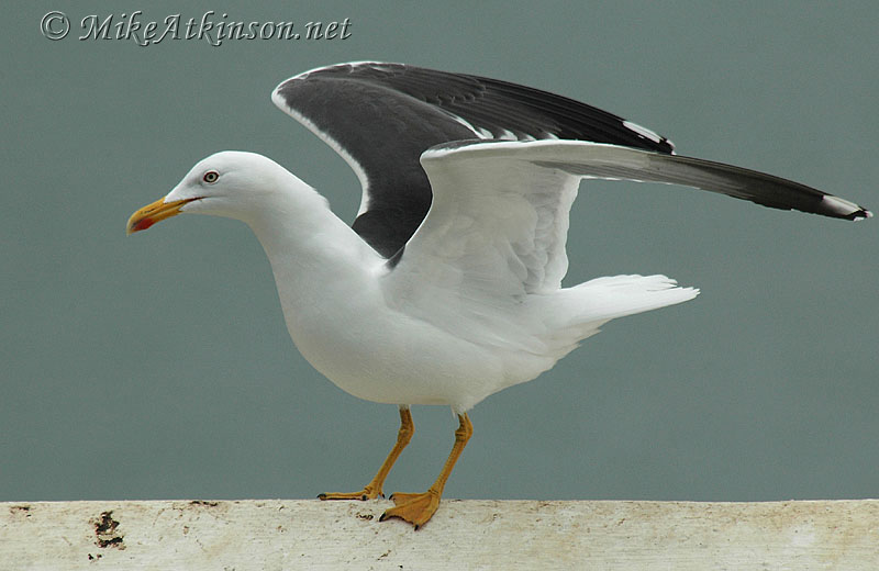 Lesser Black-backed Gull