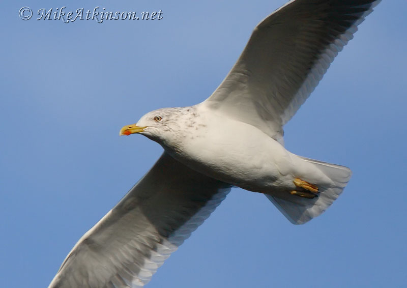 Lesser Black-backed Gull