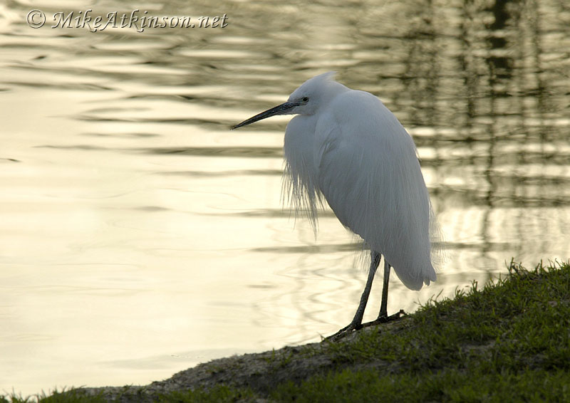 Little Egret (captive bird)