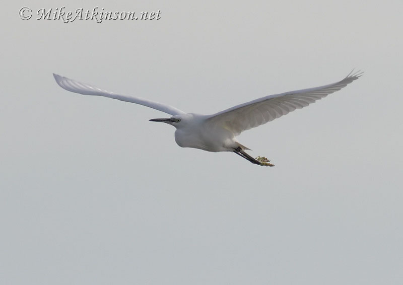 Little Egret