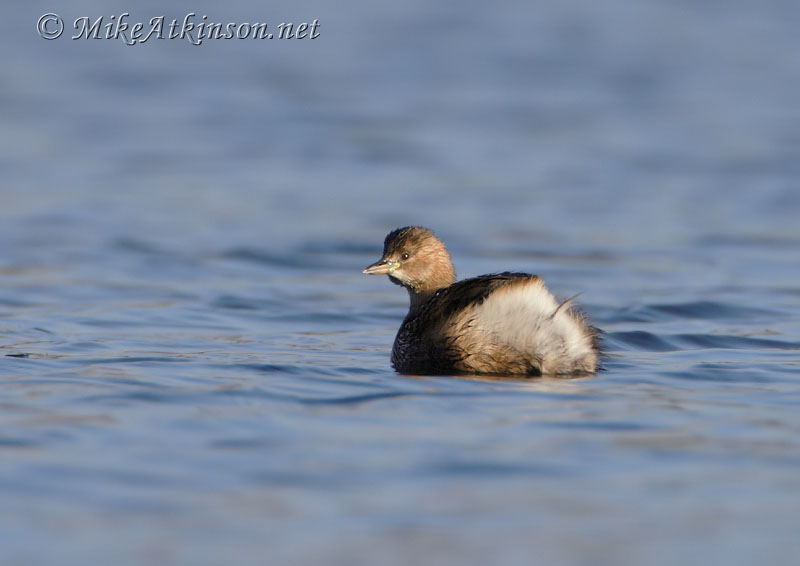 Little Grebe