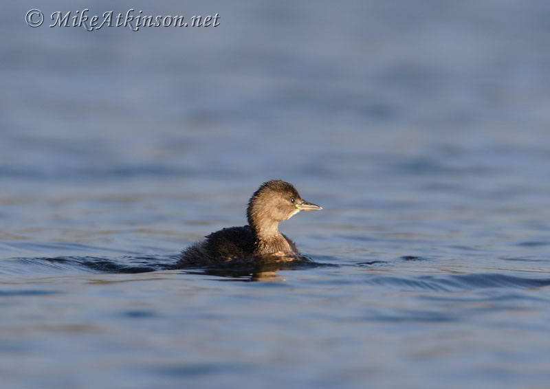 Little Grebe