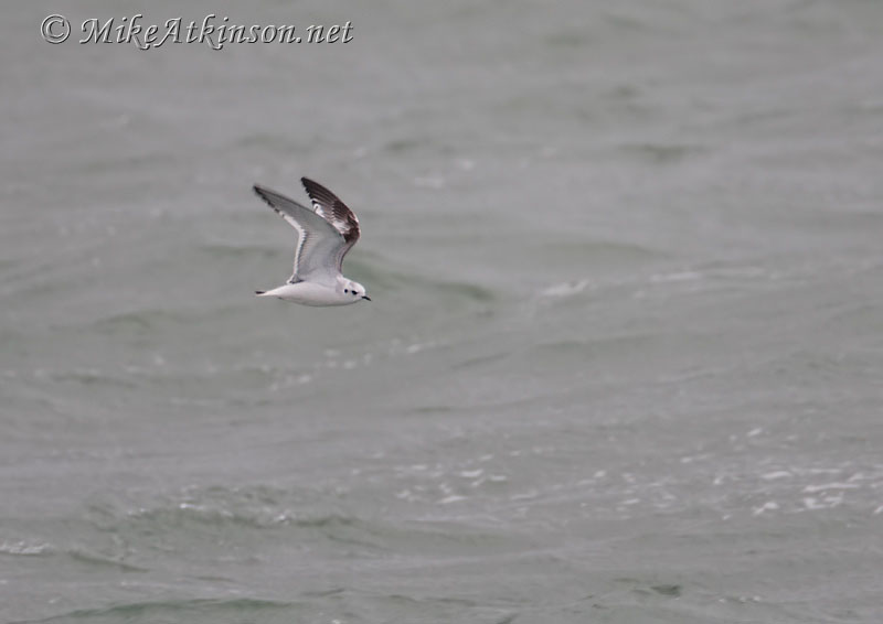Little Gull
