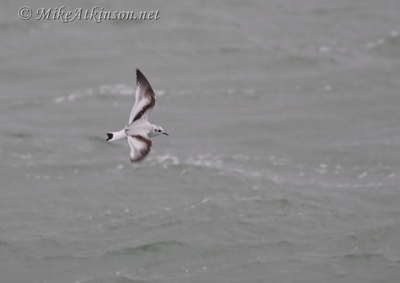 Little Gull