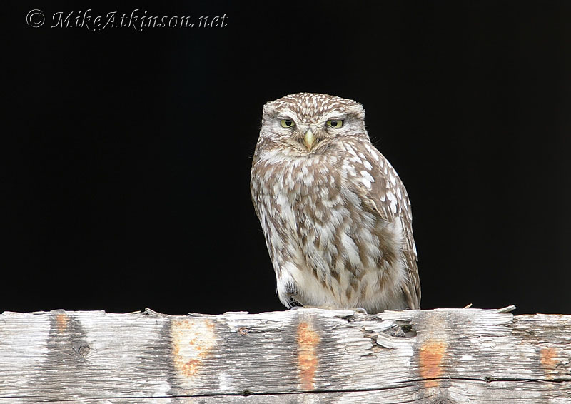 Little Owl