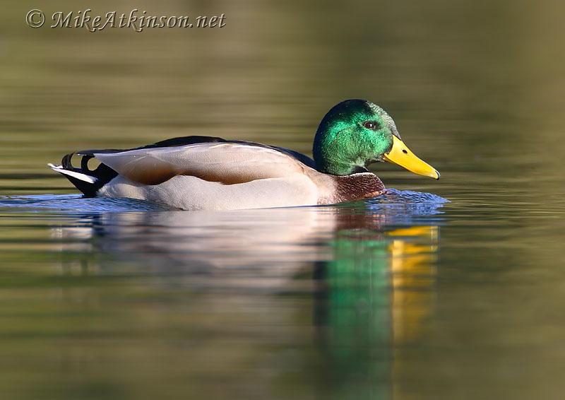 Mallard