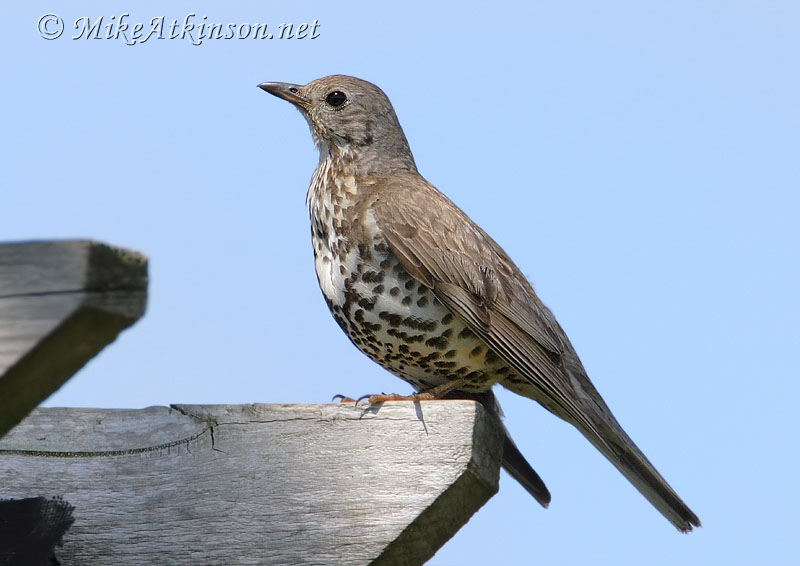 Mistle Thrush