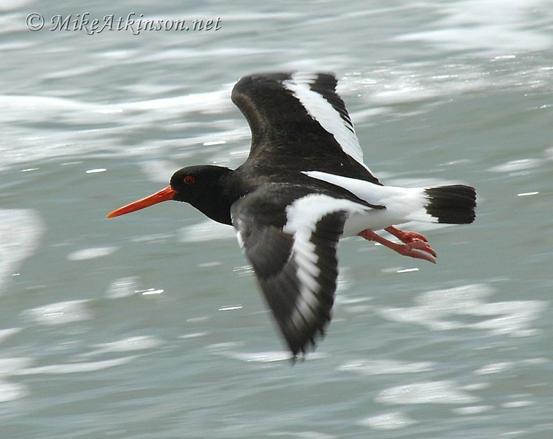 Oystercatcher