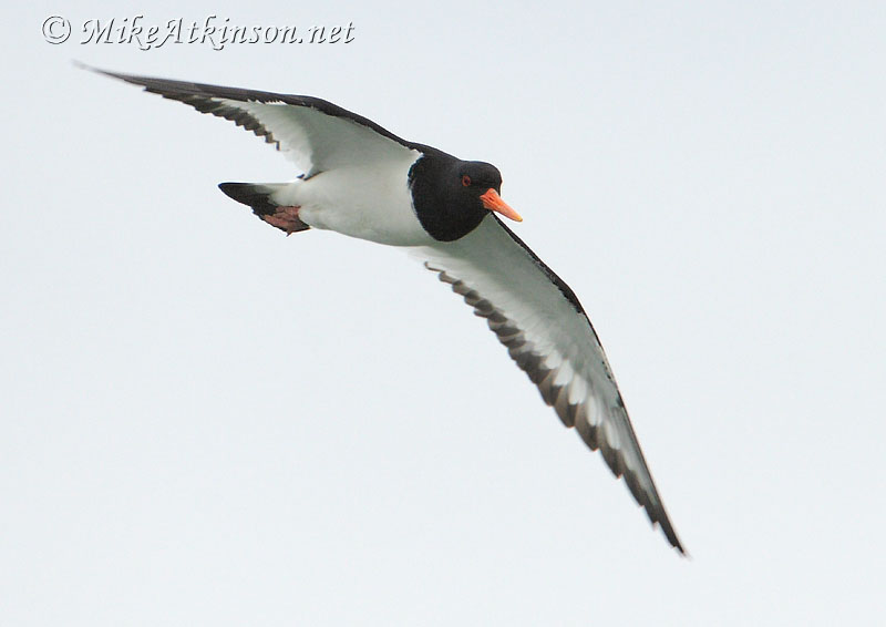 Oystercatcher