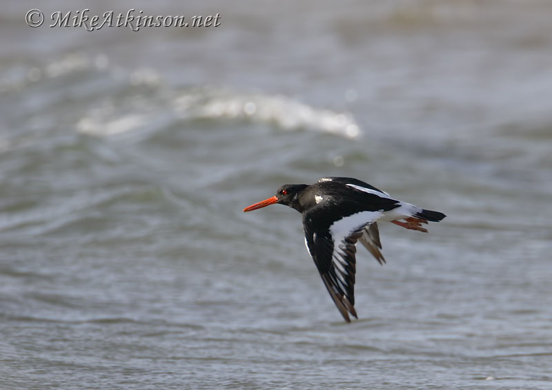 Oystercatcher