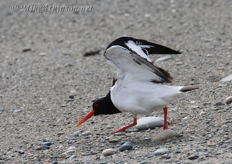 Oystercatcher