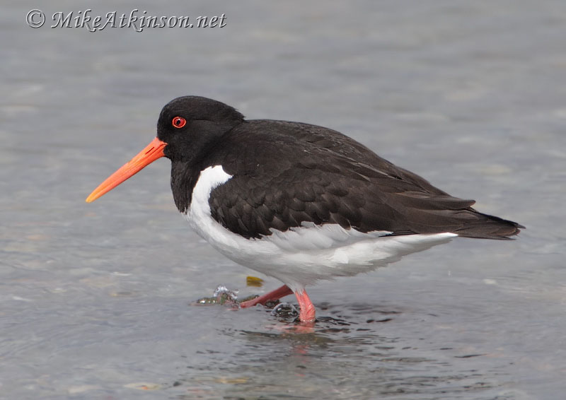 Oystercatcher