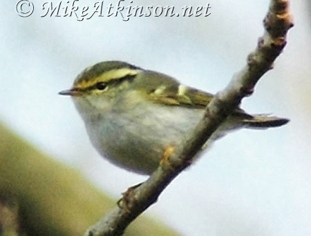 Pallas's Warbler