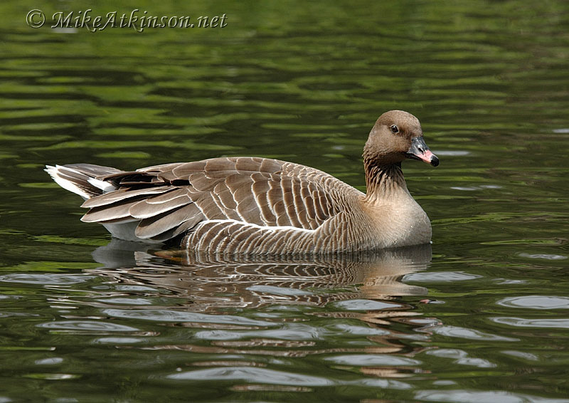 Pink-footed Goose (captive bird)