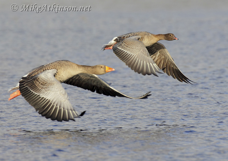 Pink-footed Goose (with Greylag)