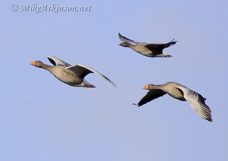 Pink-footed Goose (with Greylags)