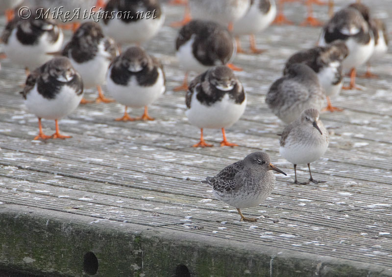 Purple Sandpiper